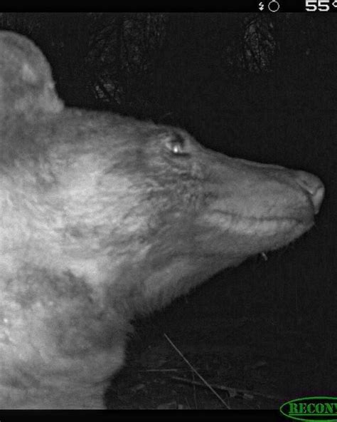 Most Animals Ignore Wildlife Cameras This Bear Took 400 Selfies