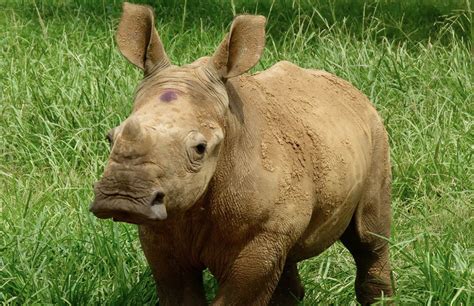 Arthur Baby Rhino Rescue