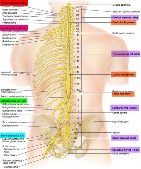 Spinal Cord Anatomy Parts And Spinal Cord Functions Spinal Cord