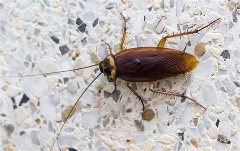 Building & pest inspection reports. Pest & Termite Consultants | A Guide To Bed Bugs In Durham, NC