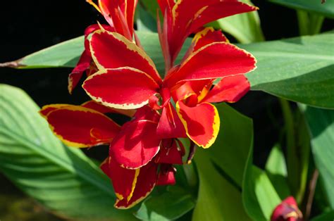 Canna × Generalis ‘lucifer Canna Lily