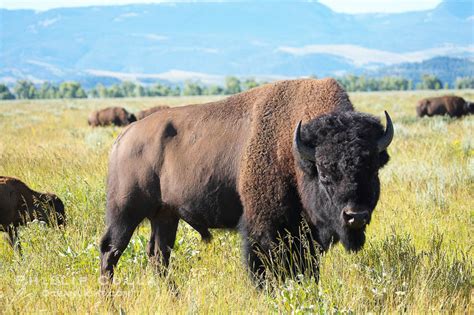 Bison Bison Bison Photo Grand Teton National Park