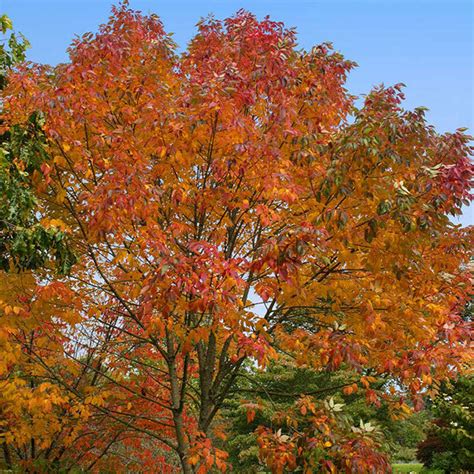 Autumn Purple Ash Trees For Sale