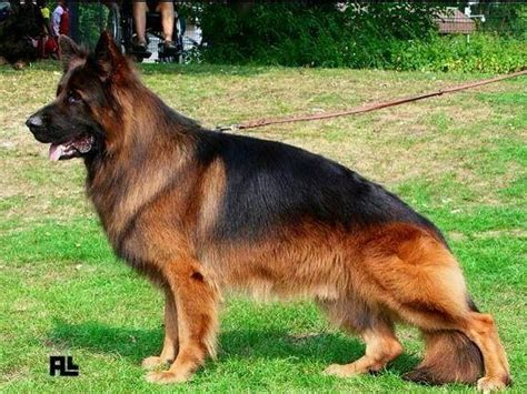 Ceaser, a 5 month old long haired german shepherd that i turned into a regular german shepherd today. German Shepherd Red | Red Long Haired German Shepherd ...