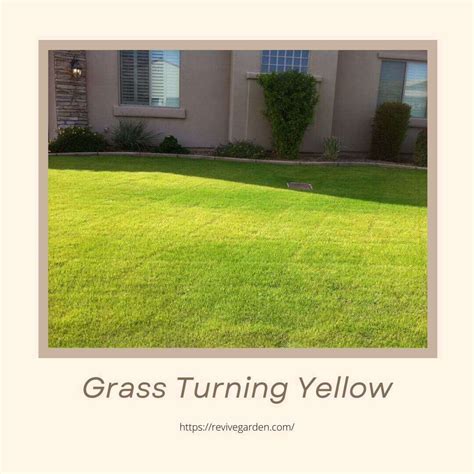 Grass Turning Yellow Attention Grabbing Ways Revive Garden