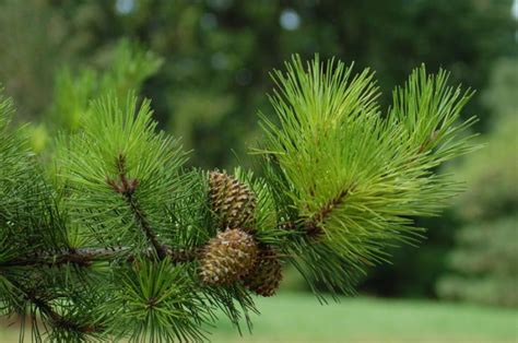 Terjawab • terverifikasi oleh ahli. Penanaman pokok pain