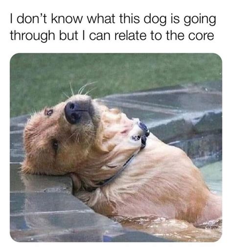 Funniest Doggo Posts To Get You Through The ‘ruff Week