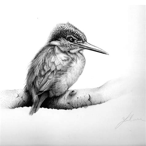 Search images from huge database containing over 1,250,000 1280x720 how to drawing a kingfisher in colored pencil. Pin by Mark Ardern on ptaki rysunek ołowkiem | Bird ...