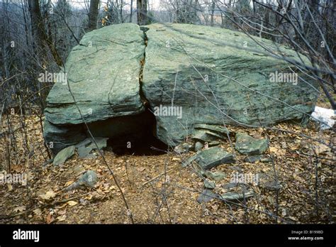 Black Bear Den