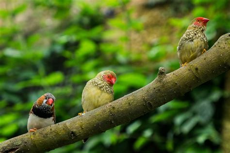 1920x1080 Wallpaper Zebra Finch Peakpx