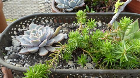 This aloe vera might not look big, but it took three strong adults to move it. How to grow succulents from cuttings