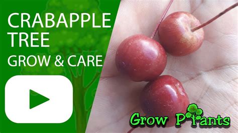 Crabapple Tree Grow And Care Beauty And Edible Youtube