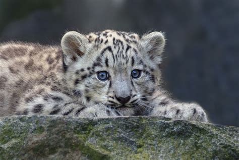 Hd Wallpaper Snow Leopard Cute Cub Animal Mammal Animal Wildlife