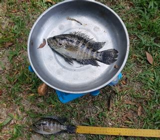 Harga ikan kerapu lumpur per kilogramnya juga masih terjangkau. Keterancaman Spesies Ikan Asli Malaysia Akibat Kehadiran ...