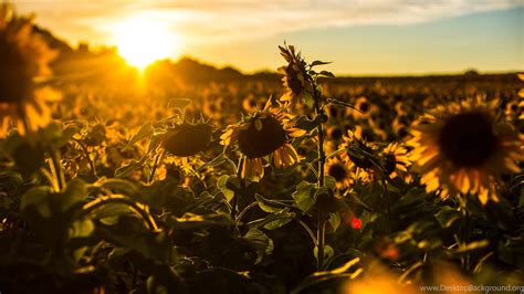 Aesthetic laptop wallpaper high quality. Sunflower Desktop Backgrounds Wallpapers : Nature ...