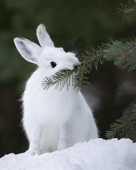 Pin By Szalánczi Viktória On Funny Animals Snowshoe Hare Animals