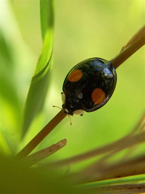 Free Images Nature Grass Flower Fly Green Insect Ladybug