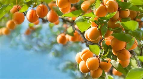 10 Best Fruit Trees To Grow In Georgia 2021 Guide The Gardening Dad