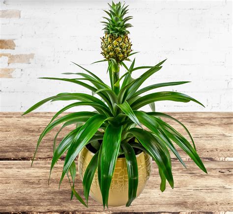 We also have flowers under $20; Pineapple Plant | Send Flowers | Free Delivery