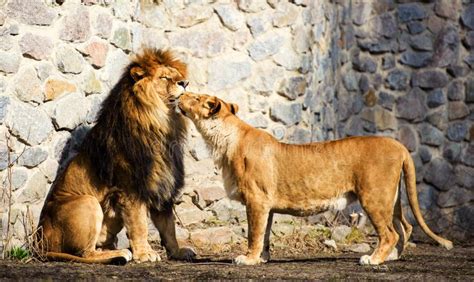 Lions In Love Stock Photo Image Of Outdoor Lion Animal 11330966