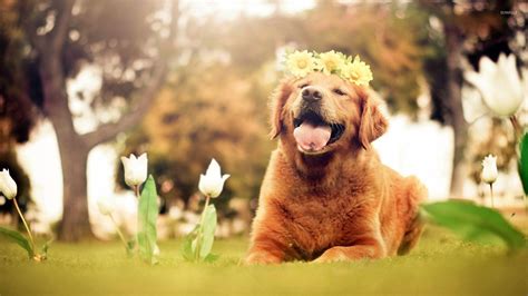 Golden Retrievers Wallpapers Wallpaper Cave