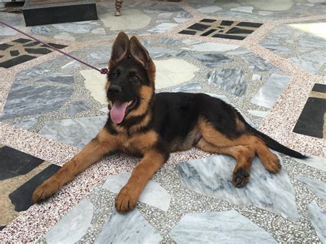 3 Month Old German Shepherd Puppy Online