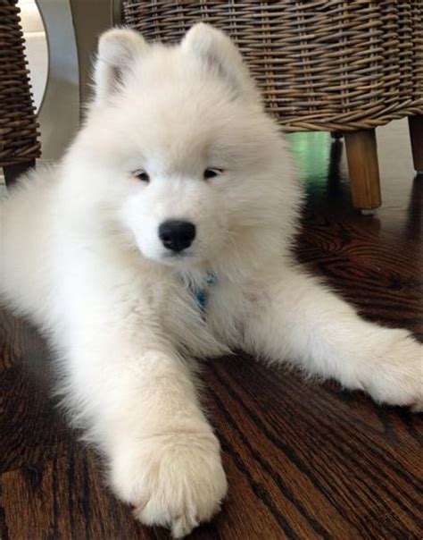 Samoyed Poodle Mix Puppies For Sale