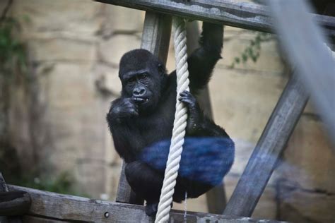 Auch Die Gorillas Haben Jetzt Freigang