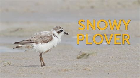 Snowy Plover YouTube