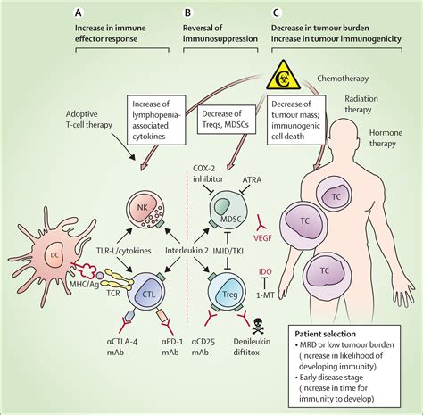 Cancer immunotherapy attempts to harness the power and specificity of the immune system to treat tumours. Clinical use of dendritic cells for cancer therapy - The ...
