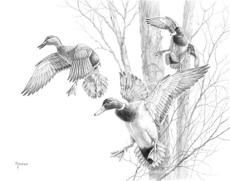 Drawing duck mallard illustrations & vectors. Mallard Duck Drawing