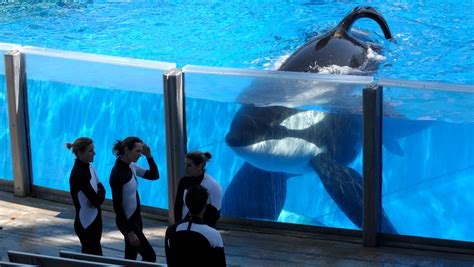SeaWorld to phase out killer whale shows, captivity