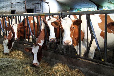 Cows Are Fed In The Stable Stock Image Image Of Feed