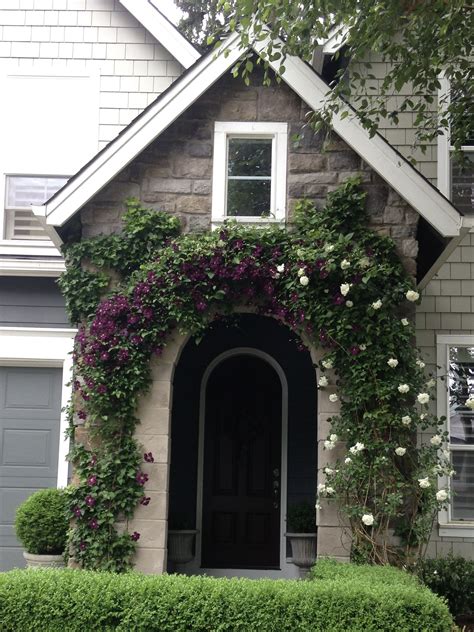 Check spelling or type a new query. Lovely Entrance..Clematis 'Jackmanii' and Climbing Iceberg ...