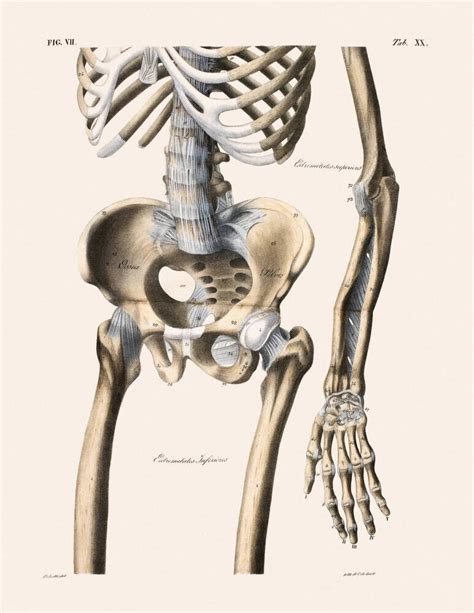 Human Skeleton Drawing Anatomy Art Surface View