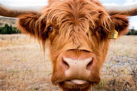 Scottish Highland Cow In New Zealand Stock Photo Image