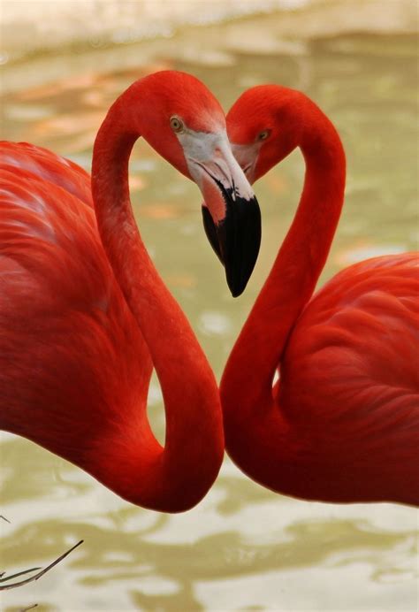 Birds Kissing Flamingo Pictures Flamingo Beautiful Birds
