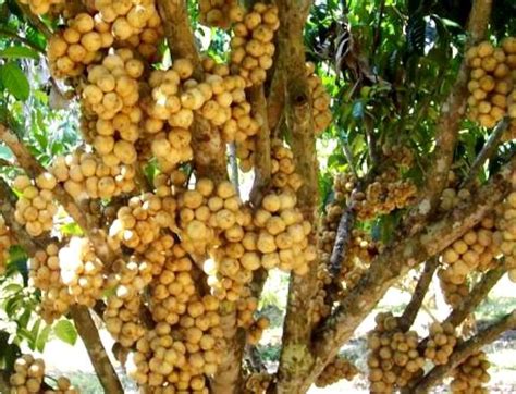 Lanzones Fruit Tree Chan S Backyard Davao Ph I Have Climbed Numerous In My Lifetime Call Me