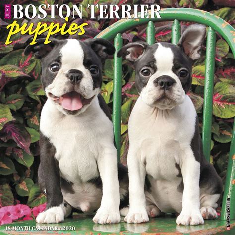 The boston terrier club inc championship show 2008 gallery. Just Boston Terrier Puppies Wall Calendar 2020 | eBay