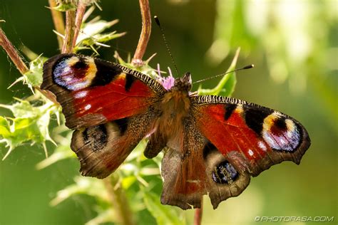 European Peacock Butterfly - Photorasa Free HD Photos