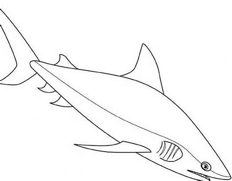 Dettagli squalo scarica i disegni dello squalo bianco mentre nuota nel mare o nell'oceano. Grande squalo da stampare e da colorare - disegni da ...