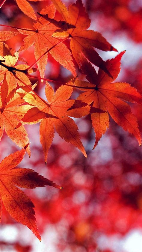Fall Leaf Red Mountain Bokeh Iphone Wallpapers Free Download