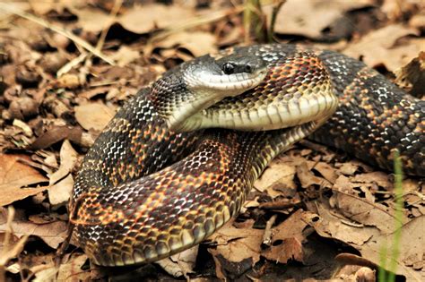 Western Rat Snake Close Up Free Stock Photo Public Domain Pictures