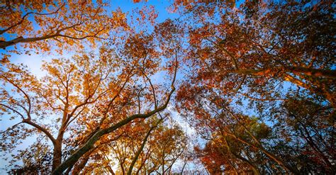 Worms Eye View Of Trees Under The Blue Sky · Free Stock Photo