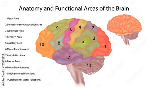 Brain Anatomy A Side View Illustration Of The Human Brain With
