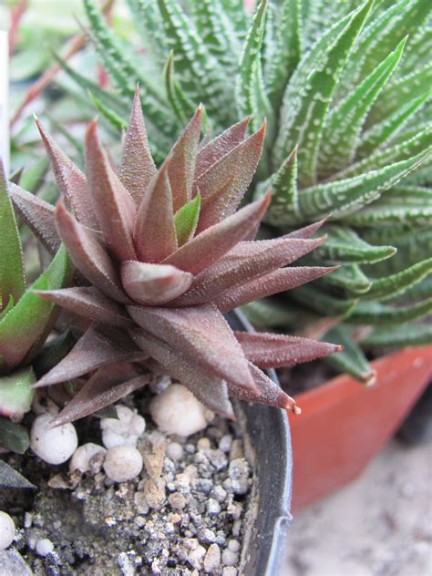 Haworthia Tortuosa Curta Cactus Shop