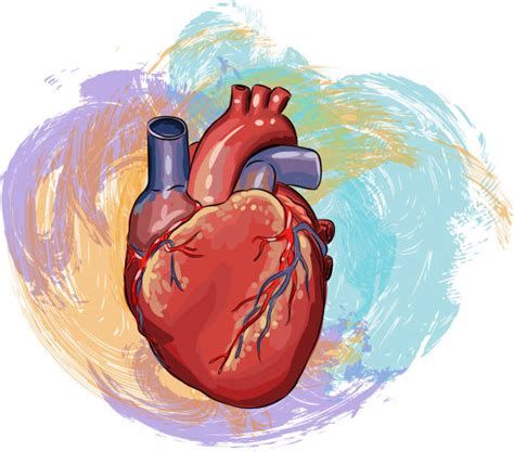 Human Heart Clip Art Illustrations Royalty Free Vector Graphics And Clip