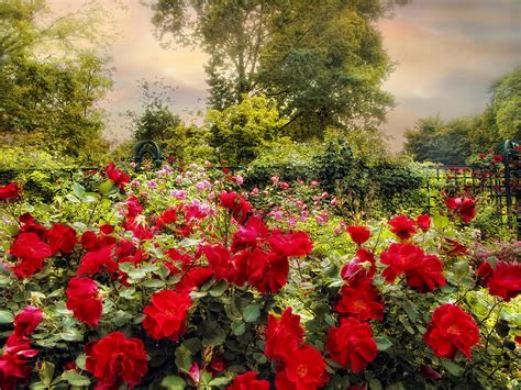 Red Rose Garden Photograph By Jessica Jenney