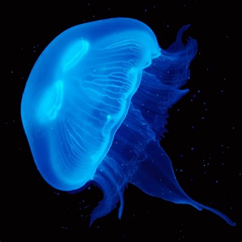 Supersize Moon Jellyfish Buy Pet Jellyfish Online Uk Jellyfish