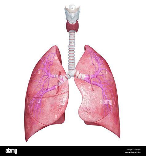 Fotos Pulmones Sanos Ilustracion De La Anatomia De Los Pulmones Images